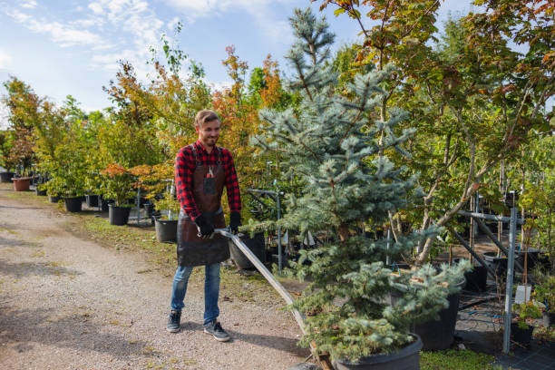 How Our Tree Care Process Works  in  Two Harbors, MN