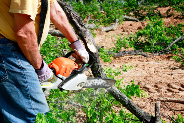 Best Tree Removal  in Two Harbors, MN